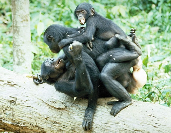 Poden els bonobos ensenyar-nos sobre sexe?